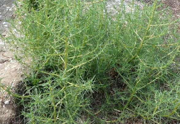 Piante di Laguna